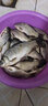 魚(yú)誘果酸釣魚(yú)小藥野釣黑坑池塘魚(yú)餌釣魚(yú)小藥強效誘魚(yú)添加劑全套開(kāi)口劑 5瓶裝【天天爆護】連桿不斷 釣魚(yú)小藥強效誘魚(yú)添加劑 曬單實(shí)拍圖