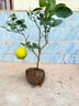 葉之靜檸檬樹(shù)苗 陽(yáng)臺 庭院植物 南方北方種植 果樹(shù)苗 當年顆結果 香水檸檬 五年大苗當年結果 曬單實(shí)拍圖
