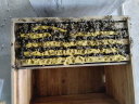 蜂之家 优质油菜杂粉新粉高纯度喂蜂花粉养蜂喂蜂专业花粉末蜜蜂饲料杂花粉蜂粮 颗粒一斤装 包【邮】 实拍图