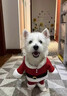阿莫爾狗狗衣服圣誕老人變身裝加厚保暖比熊泰雪納瑞貓咪寵物圣誕裝飾照 圣誕老人 XS 曬單實(shí)拍圖