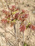 食用香椿樹(shù)苖 紅油香椿苗 盆栽地栽果樹(shù)苗 庭院陽(yáng)臺 2年香椿樹(shù)苖/買(mǎi)2贈1 曬單實(shí)拍圖