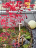 日本紅楓樹(shù)苗四季紅舞姬室外中國紅楓樹(shù)庭院別墅花園綠化植物樹(shù)苗 50-70cm高（品種備注） 曬單實(shí)拍圖