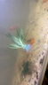 【京東物流】魚(yú)缸水草植物水培蜈松裝飾陰性?xún)艋|(zhì)生態(tài)造景全套 迷你矮皇冠草1支（7-10厘米） 曬單實(shí)拍圖