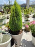 臨雅圣誕樹(shù)小香松盆栽植物裝飾真樹(shù)客廳綠植節日禮物冰淇淋盆源頭直發(fā) 曬單實(shí)拍圖