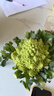 云南寶塔菜網(wǎng)紅新鮮花菜羅馬花椰菜綠色藍花沙拉食材西當季蔬菜 新鮮采摘帶箱2-3斤【不夠吃】帶 搶購【00:29:07】 曬單實(shí)拍圖