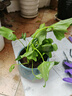春羽盆栽水培植物客廳辦公室內桌面好養小綠植水養春雨吸甲醛植物 春羽30-35cm【3棵】+營(yíng)養液 曬單實(shí)拍圖