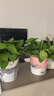 綠有意綠蘿盆栽室內植物花卉綠植水培長(cháng)藤垂吊大葉綠籮新房家用吸除甲醛 120原盆儲水綠蘿4盆+6肥 帶盆帶土發(fā)貨 曬單實(shí)拍圖