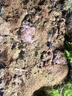 小潔匠選苔蘚孢子粉種子上水石吸水石盆景盆栽青苔微景觀(guān)鮮活植物種籽鋪面 微星星蘚孢子粉22.8克【包成活】 曬單實(shí)拍圖
