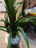 華香園綠植花卉蘭花四季建蘭臺北小姐紅粉佳人辦公室內客廳盆栽 臺北小姐6苗帶(棕直筒)不帶花 曬單實(shí)拍圖