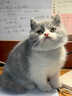 喵然心動(dòng) 金漸層幼貓純種英短活體寵物貓咪矮腳藍金白大臉貓活潑粘人貓咪 寵物級 【英短藍白】 曬單實(shí)拍圖