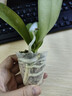 阿木木蝴蝶蘭盆栽花苗室內觀(guān)花植物桌面陽(yáng)臺年宵花卉四季開(kāi)花綠植花卉 藍精靈+透明原盆+原土 曬單實(shí)拍圖