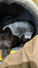 嬉皮狗（hipidog）狗狗自帶牽引秋裝比熊泰迪博美小型犬寵物衣服秋冬季四腳法蘭絨衣 灰色小狗 L（建議體重8-11斤） 曬單實(shí)拍圖