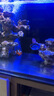 興國海（Singoseafarm）小丑魚活體魚 人工公子小丑活體海水魚 寵物觀賞魚快遞包活興國海 人工公子配對4-6cm 曬單實(shí)拍圖