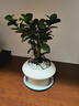花翁北歐解壓人參榕樹(shù)桌面盆栽綠植花卉人參榕+飛碟盆+小白石源頭直發(fā) 曬單實(shí)拍圖