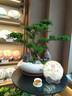 羅漢松盆景造型樹(shù)迎客松真樹(shù)植物室內高端中式桌面盆栽送禮綠植 【黃楊】40-50cm+黑圓球盆 曬單實(shí)拍圖