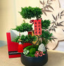 Only you【兩小時(shí)達】五層塔松盆栽青松綠植松樹(shù)盆景室內植物開(kāi)業(yè)生日喬遷 學(xué)術(shù)長(cháng)青【精致造景五層塔松盆景】 送導師推薦 曬單實(shí)拍圖