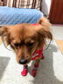 珊野狗狗鞋子小型犬秋冬防水防臟腳套泰迪比熊博美冬季不掉腳寵物襪子 紅色【高幫防抓】底部防水 M碼【建議8斤-15斤】 曬單實(shí)拍圖