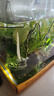 懶人草缸魚(yú)缸水草造景黃金錢(qián)迷你榕沉木小水榕真水草陰性?xún)艋|(zhì) 小水榕（三頭） 曬單實(shí)拍圖