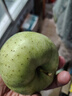 正宗王林蘋(píng)果脆甜新鮮9斤青蘋(píng)果玉林青森雀斑綠水果非酸新疆印度 3斤【現摘現發(fā)】 中果【單果75-80mm左右】 曬單實(shí)拍圖