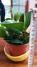 盆栽室內綠植辦公室客廳四季常青水培土培 【新品圓葉金鉆】4至6棵丨帶原盆原土 苗情高度8到12厘米 曬單實(shí)拍圖