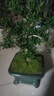 嗨綠黃楊老樁盆景樹(shù)苗雀舌皺皮造型小葉盆栽綠植室內客廳好養樹(shù)樁植物 精品老樁黃楊+墨綠盆+底座 曬單實(shí)拍圖