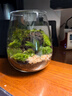 苔蘚微景觀(guān)創(chuàng  )意桌面微觀(guān)造景植物擺件禮物減壓綠植生態(tài)瓶diy材料 玄山之石-大號-（材料包） 曬單實(shí)拍圖