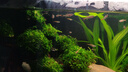 特價(jià)水草莫斯樹(shù)魚(yú)缸水族箱魚(yú)缸造景淡水陰性草沉木造景植物真草 經(jīng)典莫斯樹(shù)組合A(40-80cm缸) 曬單實(shí)拍圖