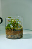 趣味苔蘚微景觀(guān)生態(tài)瓶辦公室桌面客廳茶幾懶人好養綠植玻璃小禮品 豆瓣綠＋苔蘚＋赤玉土＋小兔＋玻璃瓶（玻璃瓶） 曬單實(shí)拍圖