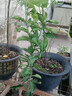 呆果丁廣西柑橘嫁接果樹(shù)苗無(wú)核沃柑砂糖橘子茂谷皇帝柑脆蜜脆皮金柑金桔 皇帝柑苗 一年苗30-40CM高（帶土帶葉） 曬單實(shí)拍圖