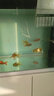 墨一金魚(yú)活魚(yú)黃金錦鯉魚(yú)招財風(fēng)水魚(yú)龍鳳錦鯉好養耐活冷水觀(guān)賞魚(yú) 黃金+草金8-10公分各4條+2備損 曬單實(shí)拍圖