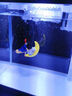 魚(yú)缸造景創(chuàng  )意懸浮小魔女擺件套水族箱飾品漂浮套裝月亮貓 月亮貓+小仙女 曬單實(shí)拍圖