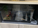 爬將軍生態(tài)烏龜缸造景魚(yú)龜混養懶人養龜小型小烏龜專(zhuān)用家用魚(yú)缸桌面魚(yú)缸 60混養缸【水陸雙區造景套餐】 曬單實(shí)拍圖