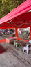 四腳戶(hù)外擺攤帳篷折疊防雨棚伸縮式防雨蓬四角遮陽(yáng)蓬太陽(yáng)大傘停車(chē) 金剛王   3*3 酒紅色 加粗管 4cm 曬單實(shí)拍圖