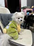曇蓓漫狗狗衣服冬裝寵物泰迪比熊雪納瑞小型犬棉衣2025新款冬季小狗衣服 狗狗冬季衣服（綠色） S碼背長(cháng)25（建議3-4斤） 曬單實(shí)拍圖