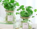 達之禮（DAZHILI）水培花瓶配植物透明玻璃花瓶水培銅錢(qián)草水養綠蘿風(fēng)信子花瓶清新 圓柱款2個(gè)(銅錢(qián)草根+彩石) 看詳情頁(yè)面 曬單實(shí)拍圖