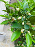 壹植正宗皇帝柑樹(shù)苗純甜帶果南方北方種植地栽砂糖無(wú)核廣西紅光臍橙苗 精選皇帝柑樹(shù)苗高40-70cm1棵L 60cm(含)-69cm(含) 曬單實(shí)拍圖