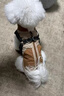 POPOCOLA小狗狗衣服羽絨秋冬季泰迪比熊雪納瑞小型犬寵物保暖棉服冬裝 可牽引馬甲棉服【卡其】 M【建議6-8斤】 曬單實(shí)拍圖