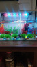 蘭憐魚(yú)缸造景仿真水草套裝環(huán)保樹(shù)脂柔韌不傷魚(yú)水族箱布景裝飾擺件 10件混合裝 曬單實(shí)拍圖