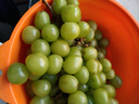 陽(yáng)光玫瑰葡萄晴王青提香水提子新鮮現摘時(shí)令水果無(wú)籽脆甜多汁 帶箱5斤/凈重4-4.5斤/12g+ 曬單實(shí)拍圖