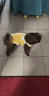 梵昇昱貓咪狗狗衣服秋冬款泰迪比熊柯基小型犬搖粒絨保暖寵物衛衣可牽引 寵物衣服【黃色小兔】 M【建議4-8斤】 曬單實(shí)拍圖