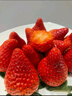梓樂(lè )果丹東99草莓紅顏草莓新鮮孕婦水果東港九九奶油大草莓禮盒裝次日達 2斤超大果 單果25-30g 凈1.8斤 曬單實(shí)拍圖
