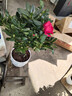花翁杜鵑花盆栽花卉植物帶花苞綠植 大號紅色杜鵑(蓮花瓷盆)源頭直發(fā) 曬單實(shí)拍圖