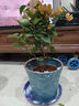 新款陶瓷花盆家用簡(jiǎn)約大口徑室內外發(fā)財樹(shù)綠蘿君子蘭盆栽特價(jià)清倉 菱形藍飛絲 特大號【送塑料托盤(pán)網(wǎng)漏】 曬單實(shí)拍圖