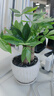 發(fā)財樹(shù)小盆栽大綠植辦公室內除甲醛花卉客廳好養旺宅植物桌面盆景 【A級大盆】三桿發(fā)財樹(shù)(竹韻陶瓷 含盆 曬單實(shí)拍圖