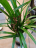 華香園綠植花卉蘭花四季建蘭臺北小姐紅粉佳人辦公室內客廳盆栽 臺北小姐6苗帶(棕直筒)不帶花 曬單實(shí)拍圖