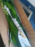 富貴竹水養基地直發(fā)水培植物轉運竹綠植盆景帶根四季水養插鮮花瓶 富貴竹80cm20棵(送生根粉_不含瓶) 曬單實(shí)拍圖