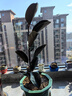 橡皮樹(shù)黑金剛盆栽花盆苗客廳室內綠葉大葉四季常青型植物凈化空氣 60-70公分高1棵 不含盆 曬單實(shí)拍圖