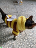 飛主流寵物衣服貓咪狗狗小型犬秋冬季小狗小貓泰迪比熊幼犬寵物新年禮物 曬單實(shí)拍圖