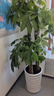 綠韻花田【2小時(shí)達】發(fā)財樹(shù)虎尾蘭幸福樹(shù)平安樹(shù)喬遷好養綠植開(kāi)業(yè)喬遷送禮 步步高發(fā)財樹(shù) 曬單實(shí)拍圖