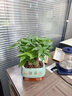 JCZS步步高發(fā)財樹(shù)小盆栽植物辦公室內原生好養盆景花卉綠植擺件 單桿發(fā)財樹(shù)(早安盆)+復合肥 曬單實(shí)拍圖